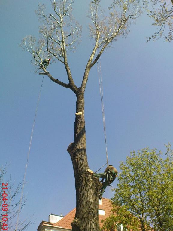 Wycinka drzew pielegnacja drzewa karczowanie frezo, Ożarów Mazowieckie, mazowieckie