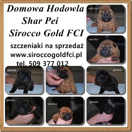 Rodowodowe szczeniaki Shar Pei, Sulechów, lubuskie