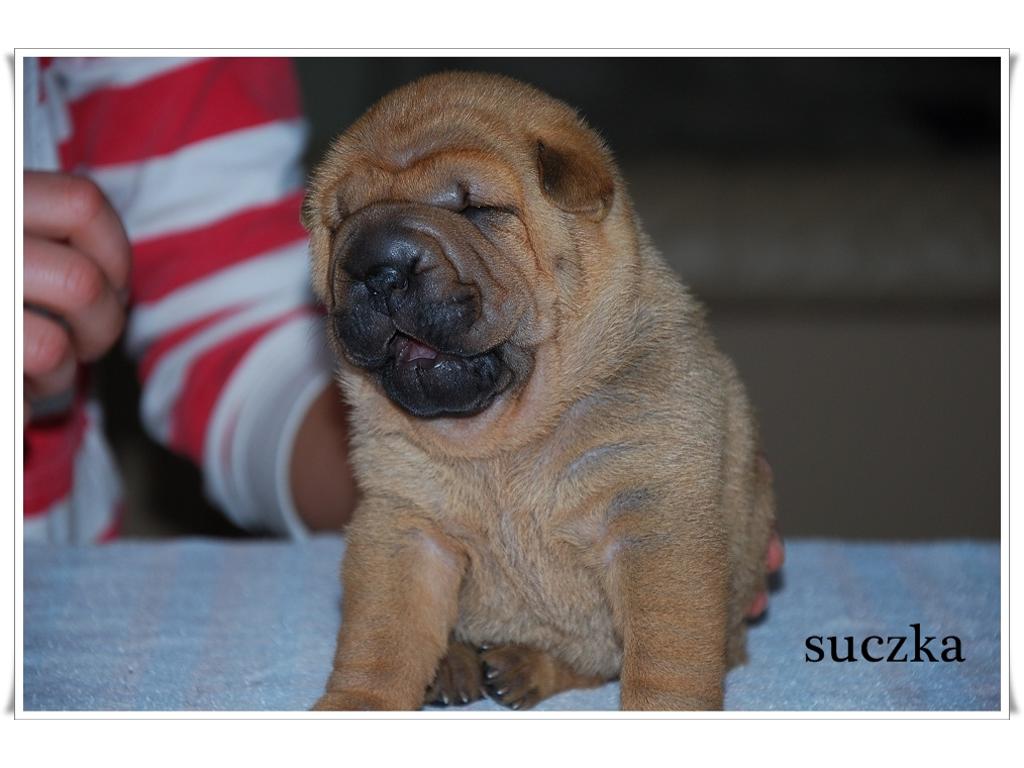 Rodowodowe szczeniaki Shar Pei, Sulechów, lubuskie