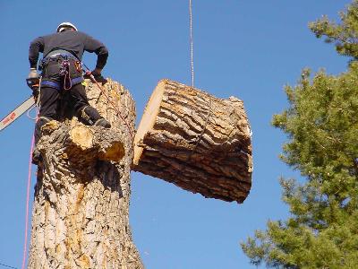 Ścinanie drzew Pabianice - kliknij, aby powiększyć
