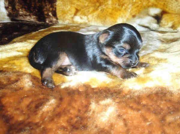 York - Yorki - Yorkshire Terrier śliczne miniatury, Działdowo, warmińsko-mazurskie