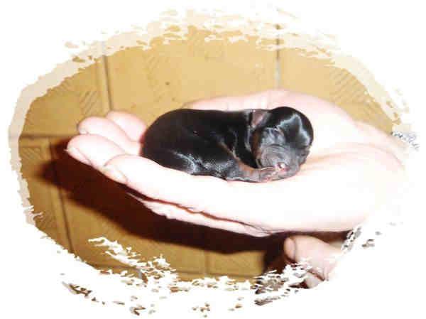 York - Yorki - Yorkshire Terrier śliczne miniatury, Działdowo, warmińsko-mazurskie