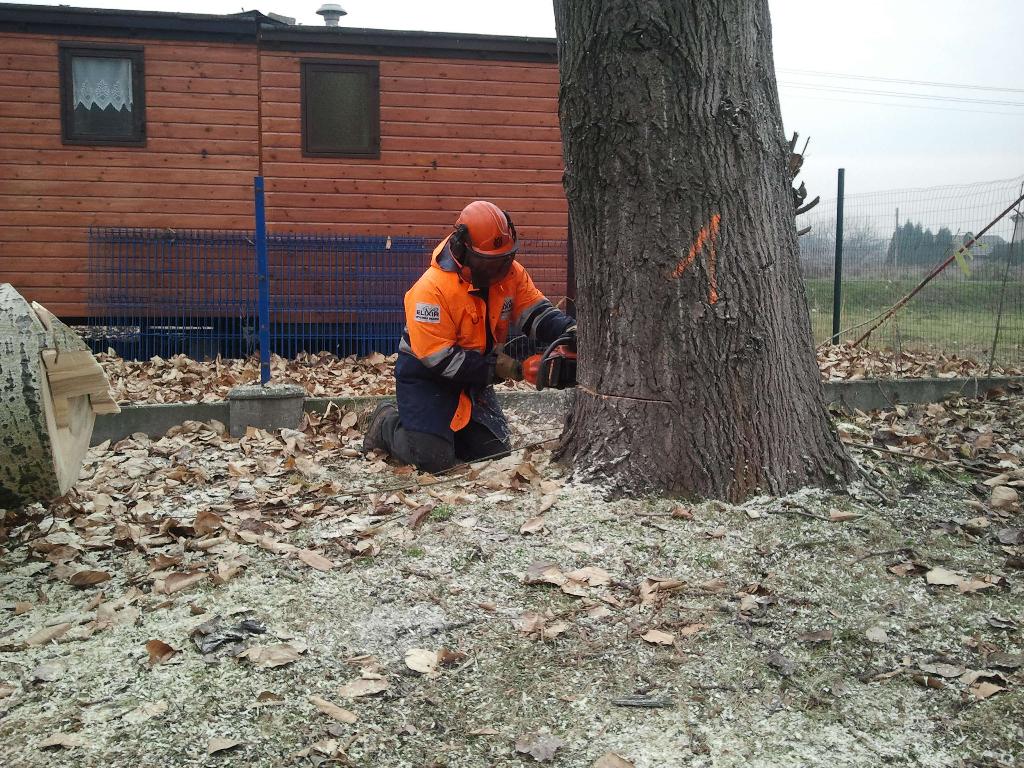 Wycinka drzew karczowanie Gliwice ślask , Gliwice, Zabrze, Katowice, Chorzów , śląskie