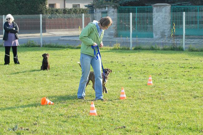 Szkoła dla psów, szkolenie psów, agility, psy, Legnica, Chojnów, Jawor, Złotoryja, Lubin, dolnośląskie