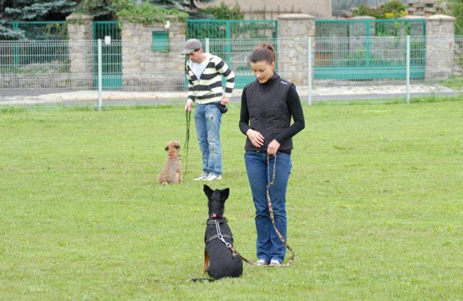 Szkoła dla psów, szkolenie psów, agility, psy, Legnica, Chojnów, Jawor, Złotoryja, Lubin, dolnośląskie