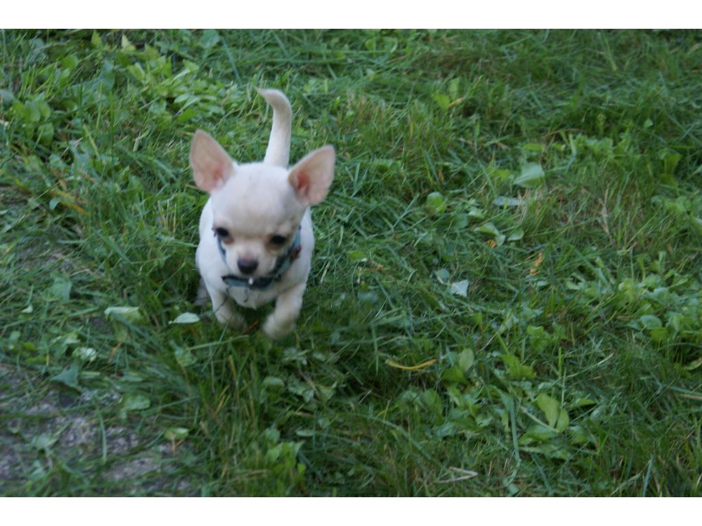 Szczeniaczek chihuahua, Grudziądz, kujawsko-pomorskie