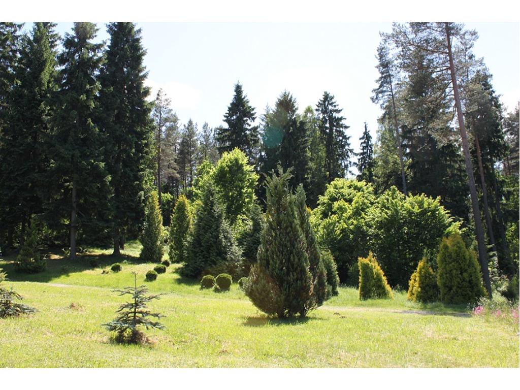 Inwentaryzacje zieleni - drzew i krzewów