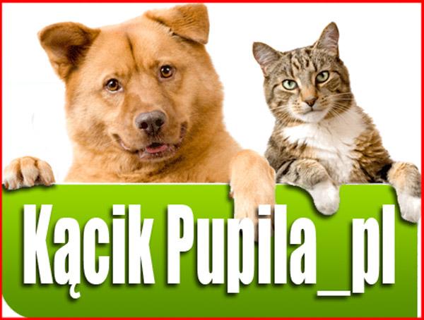 KacikPupila.pl, Sklep Zoologiczny - Kraków, Kraków, Zabierzów, Krzeszowice, Katowice, małopolskie