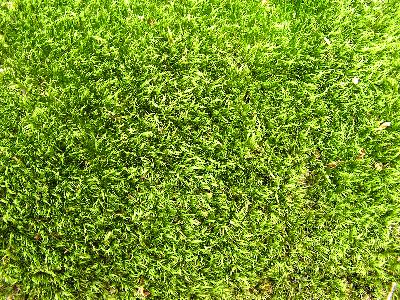 Trawnik jak dywan - kilka porad dotyczących jego pielęgnacji