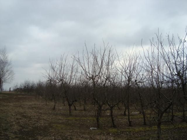 Nieruchomości, Różnowa, wielkopolskie