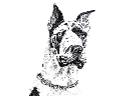 Rysunek piórkiem - portret psa 