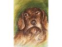 Suchy pastel - portret psa 
