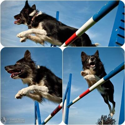 Agility Kraków