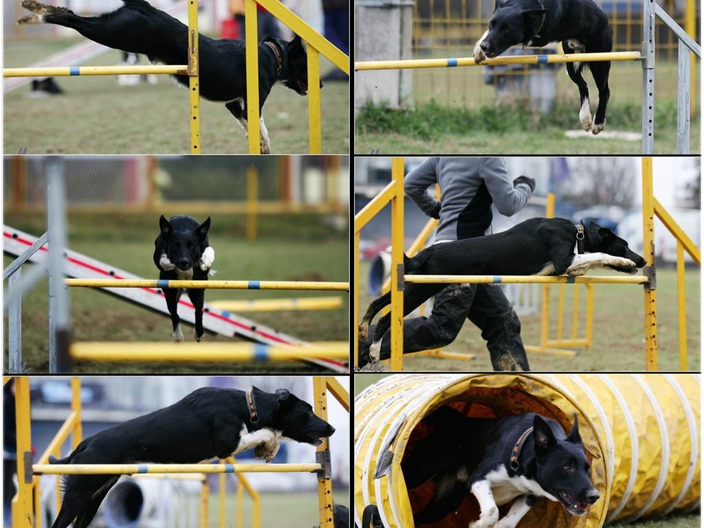 Trening agility