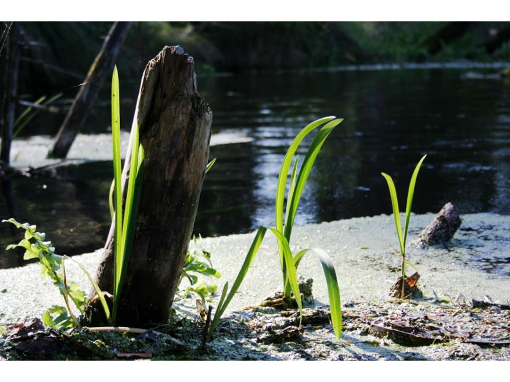 Kajaki kaszuby, kajaki pomorskie, spływy brda, Przechlewo, pomorskie