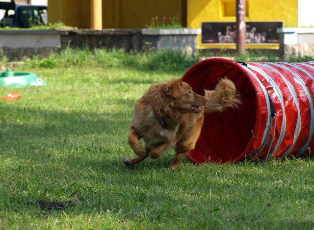 nova scotia duck tolling retriever