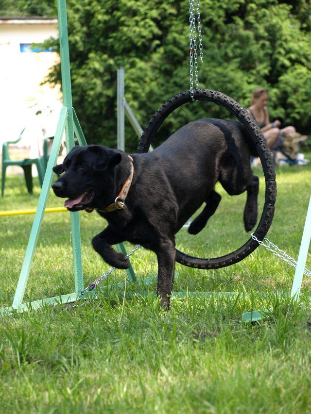 czarny  labrador retriever 