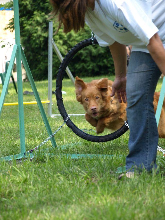 toller- najmniejszy retriever