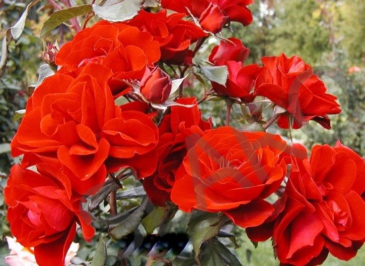 Róża; krzewy róż RABATOWE (w pojemnikach 3l ), Ksawerów k Łodzi, łódzkie
