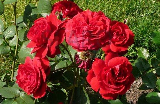 Róża; krzewy róż RABATOWE (w pojemnikach 3l ), Ksawerów k Łodzi, łódzkie