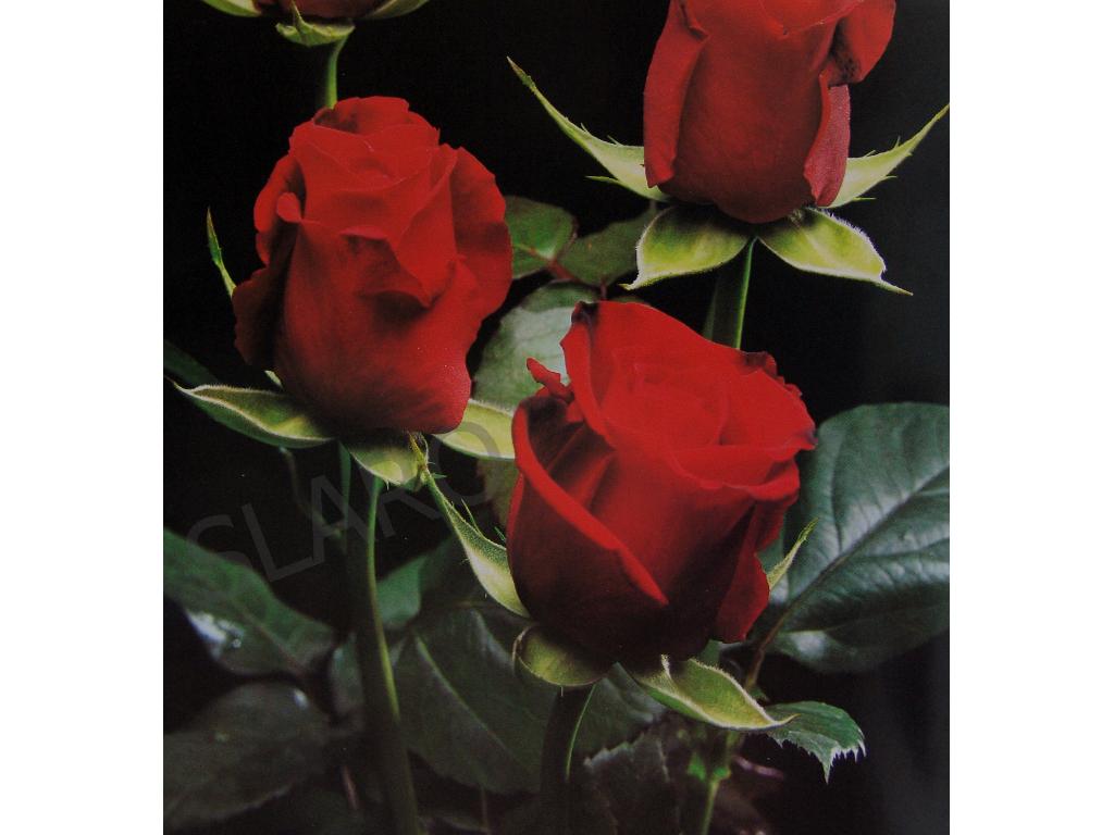 Róża, krzewy róż WIELKOKWIATOWE(w pojemnikach 3l), Ksawerów k Łodzi, łódzkie