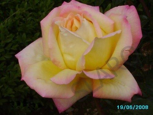 Róża, krzewy róż WIELKOKWIATOWE(w pojemnikach 3l), Ksawerów k Łodzi, łódzkie