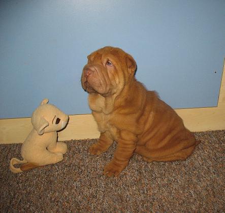 Piękne szczenięta Shar Pei z rodowodem po Ch.Pl, Szczecin, zachodniopomorskie