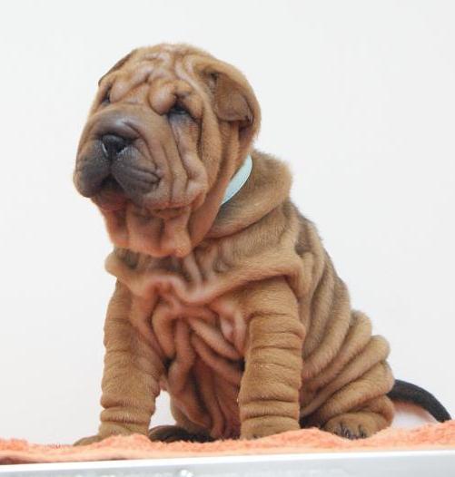 Piękne szczenieta SHAR-PEI po championach!, Kobylanka, zachodniopomorskie