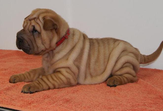 Piękne szczenieta SHAR-PEI po championach!, Kobylanka, zachodniopomorskie