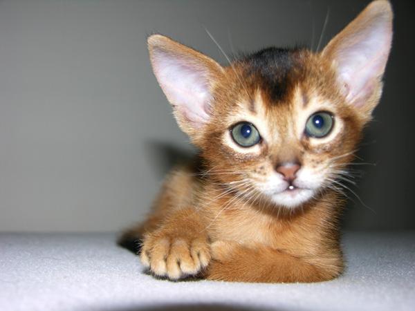 ABISYŃSKIE KOCIĘTA RODOWODOWE