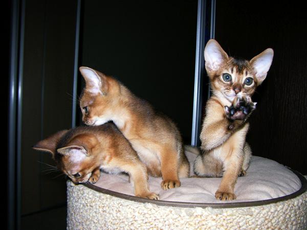 ABISYŃSKIE KOCIĘTA RODOWODOWE