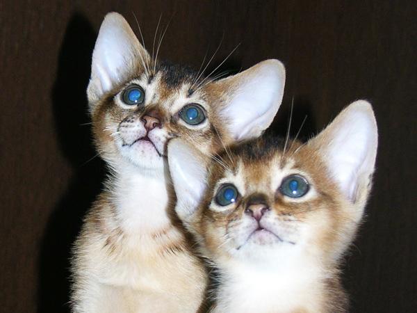 ABISYŃSKIE KOCIĘTA RODOWODOWE