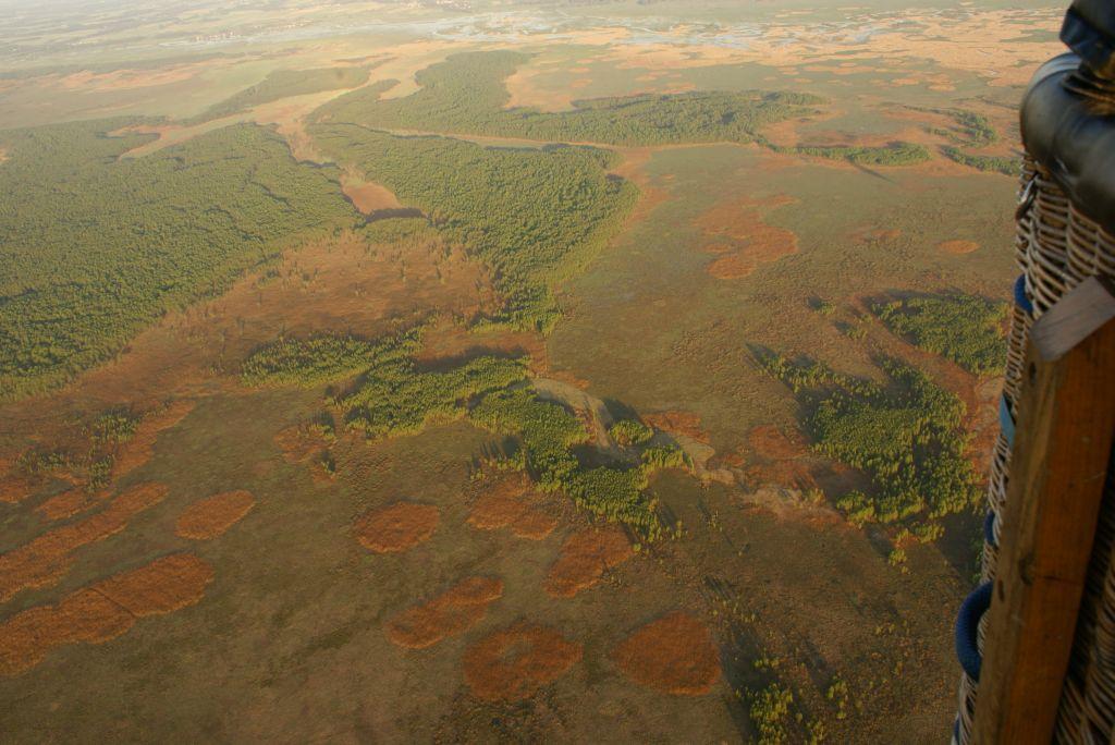 Narew