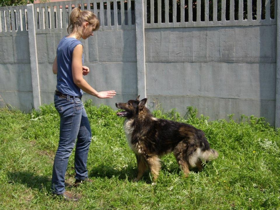 Odzyskaj kontrolę nad swoim psem- szkolenia Krak, Kraków, małopolskie