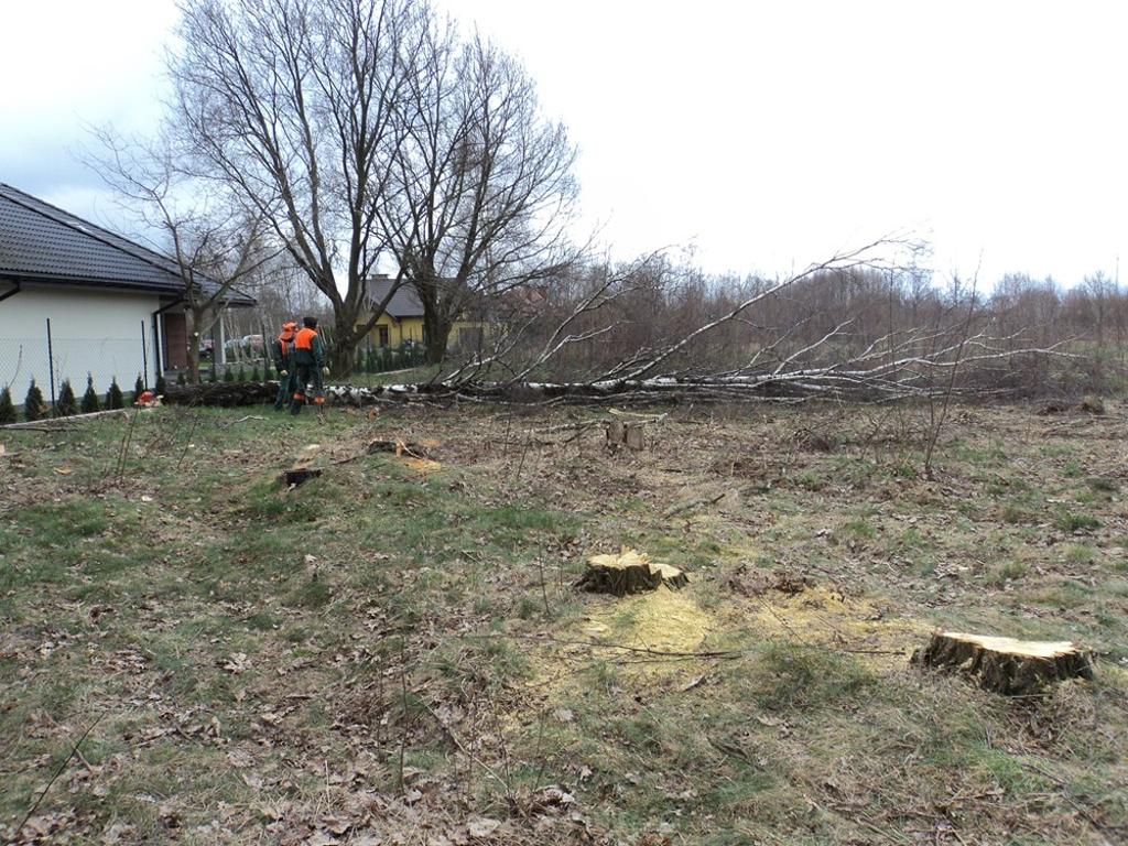 WYCINKA DRZEW, PORZĄDKOWANIE DZIAŁEK - KOPARKA.., Andrespol, łódzkie