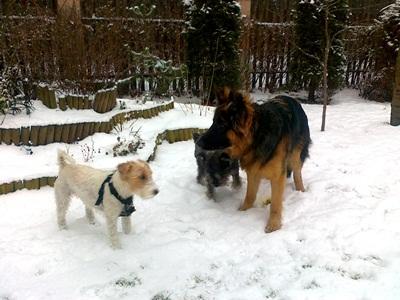 Hotel dla psów , petsitter , hotel dla zwierząt, Piaseczno, mazowieckie