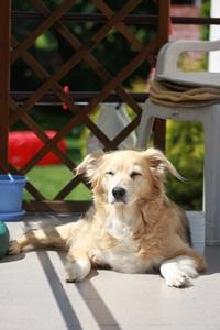 Hotel dla psów , petsitter , hotel dla zwierząt, Piaseczno, mazowieckie