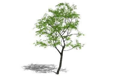 wizualizacja / model drzewa do projektu   