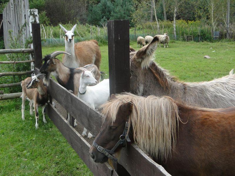 Kolonie,obozy,dzieci, zoo, wielkanoc,farma,wieś,, Góra kalwaria, mazowieckie