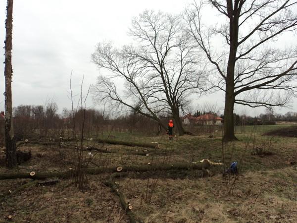 ROZBIÓRKA KOMÓREK,  FORMOWANIE, WYCINANIE DRZEW, Konstantynów Łódzki, łódzkie