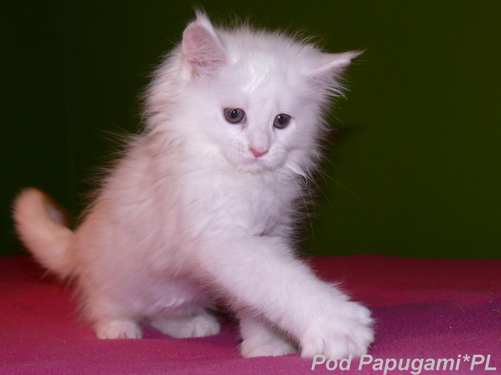 Rodowodowe kocięta Maine Coon sprzedam