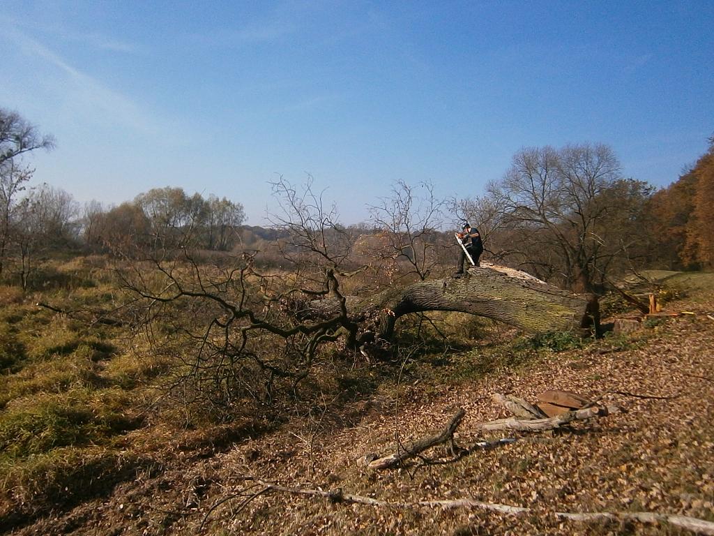 Wycinka trudnych drzew, Wrocław, Trzebnica, Oława, Oleśnica, Świdnica, dolnośląskie