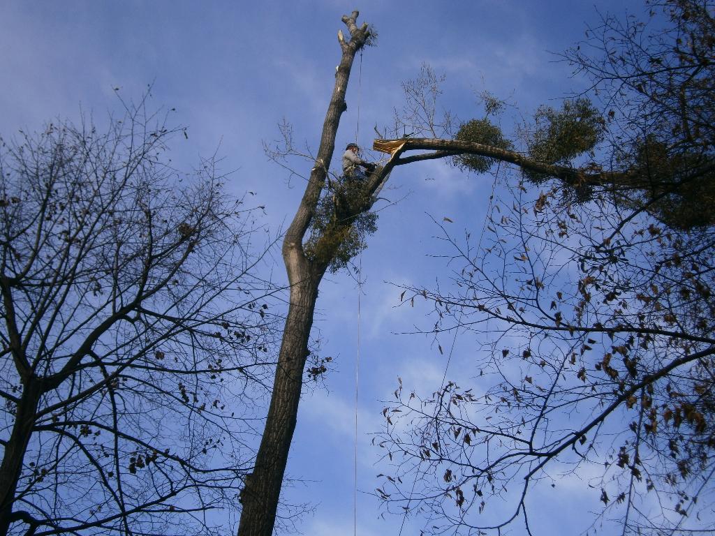 Wycinka trudnych drzew, Wrocław, Trzebnica, Oława, Oleśnica, Świdnica, dolnośląskie