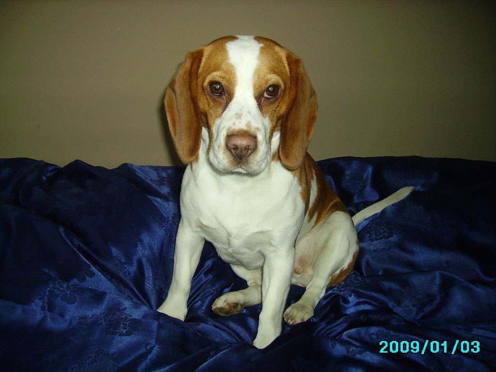 Beagle