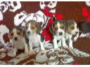 Beagle, szczenięta, psy, zwierzęta , sprzedaż,, Kujawsko-pomorskie, kujawsko-pomorskie