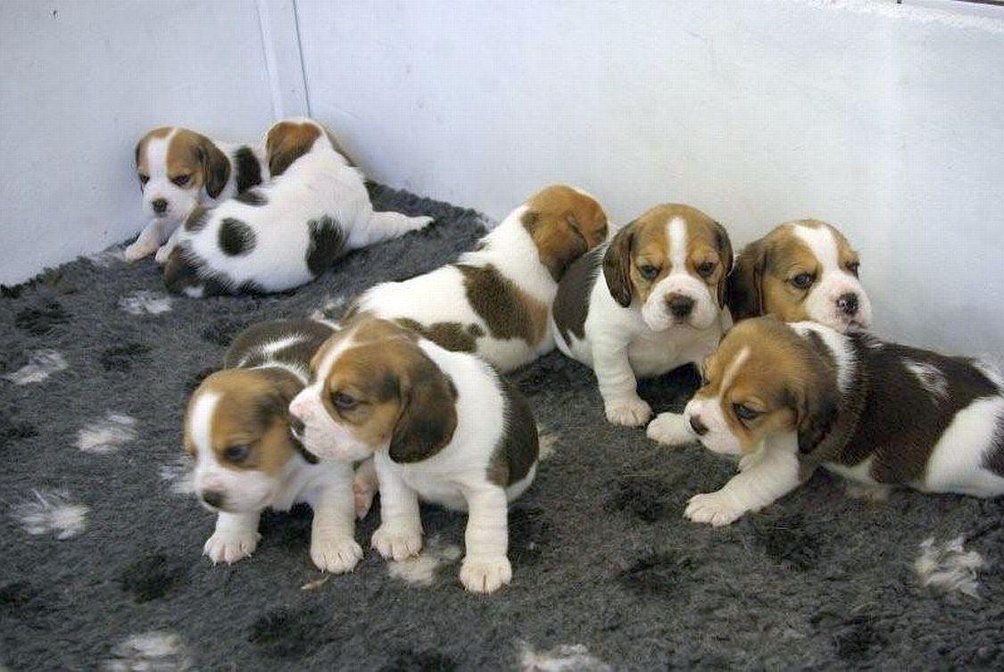 Beagle, szczenięta, psy, zwierzęta , sprzedaż,, Kujawsko-pomorskie, kujawsko-pomorskie