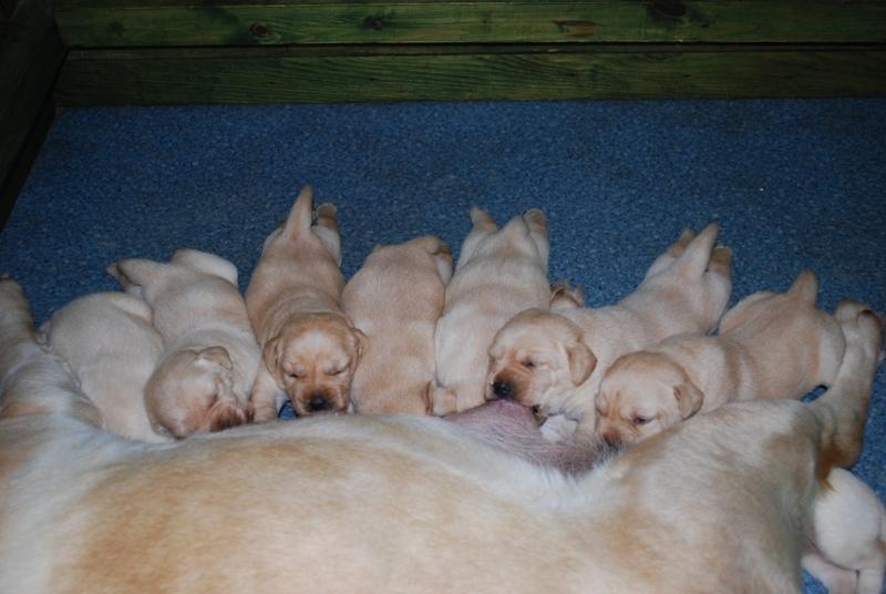 Labradory - doskonałe szczenięta z rodowodem FCI, Łomża, podlaskie