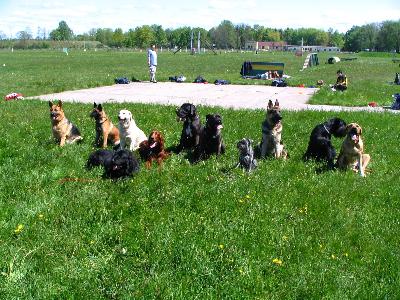 szkolenie psów warszawa - kliknij, aby powiększyć