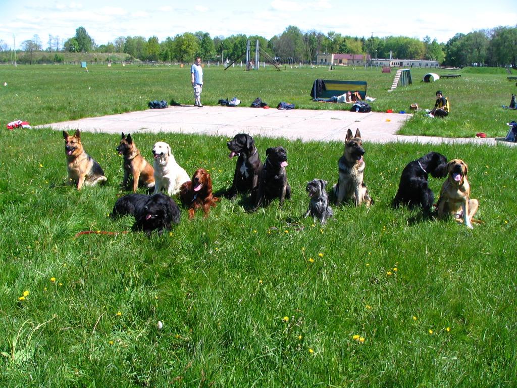 szkolenie psów warszawa