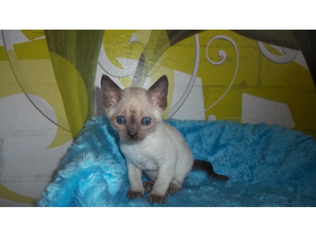 Niebieskookie kocięta devon rex, Bielsko-Biała, śląskie